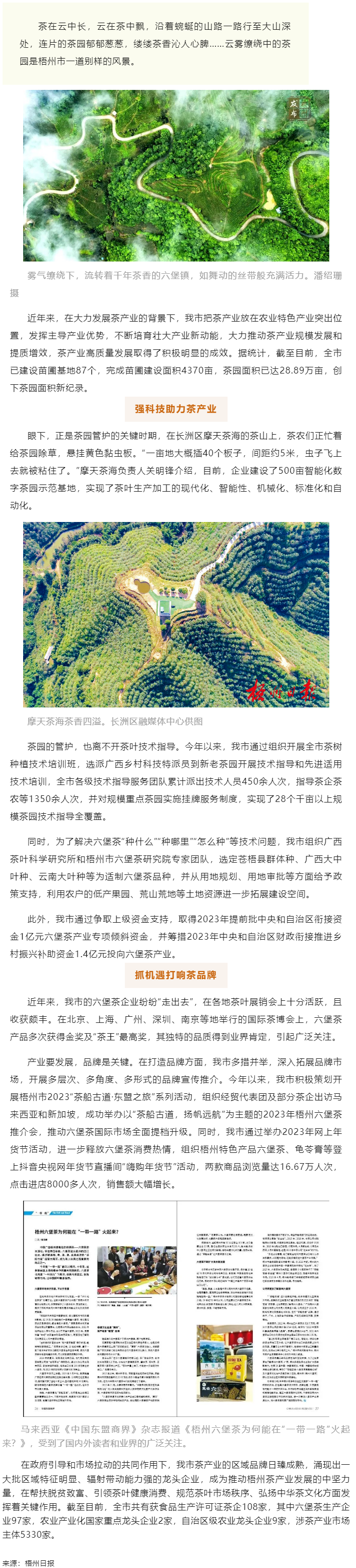 品牌強(qiáng)茶驅(qū)動(dòng)特色產(chǎn)業(yè)提質(zhì)增效丨梧州市加快推動(dòng)茶產(chǎn)業(yè)高質(zhì)量發(fā)展.png
