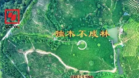 央視、學(xué)習(xí)強國等十多個平臺同時推送梧州采春茶．梧州六堡茶