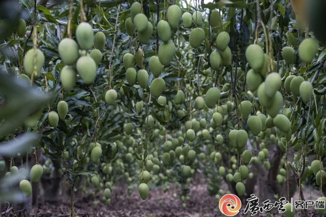廣西日?qǐng)?bào)4.jpg