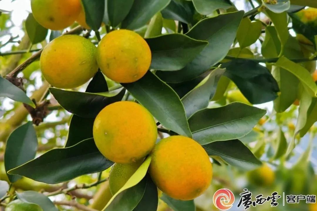 廣西日?qǐng)?bào)11.jpg