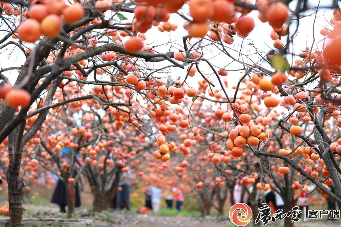 廣西日?qǐng)?bào)6.jpg